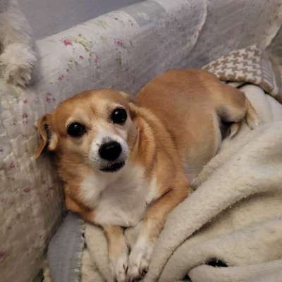 Hundetreffen-Nelly sucht ältere Kameraden-Bild