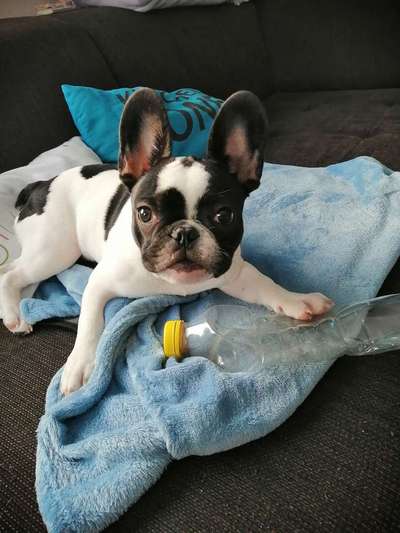 Französische Bulldoggen-Beitrag-Bild