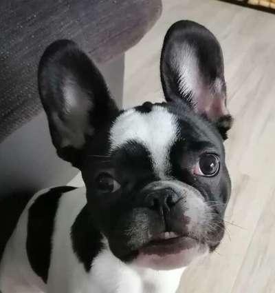 Französische Bulldoggen-Beitrag-Bild