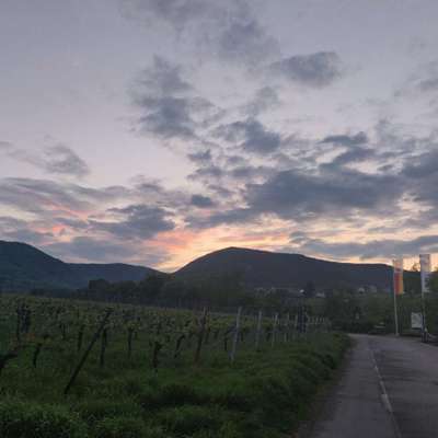 Hundetreffen-Sucht jemand einen Gassigeher? :)-Bild