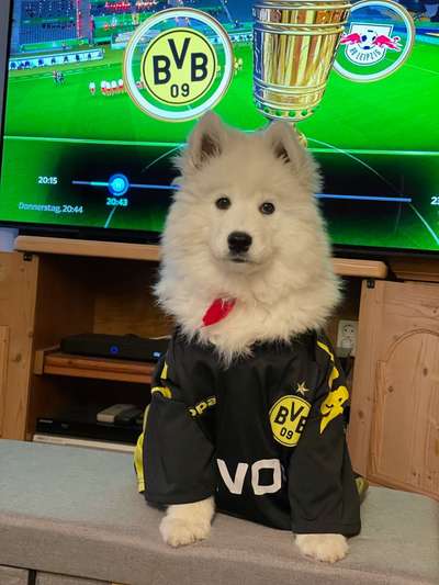 Welpen Bilder !-Beitrag-Bild