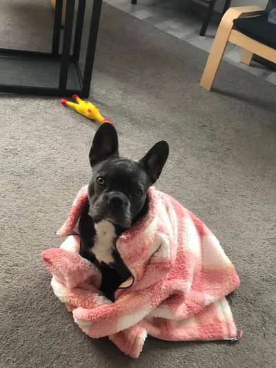 Französische Bulldoggen-Beitrag-Bild