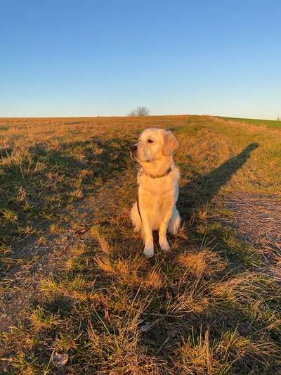 Golden Retriever-Beitrag-Bild