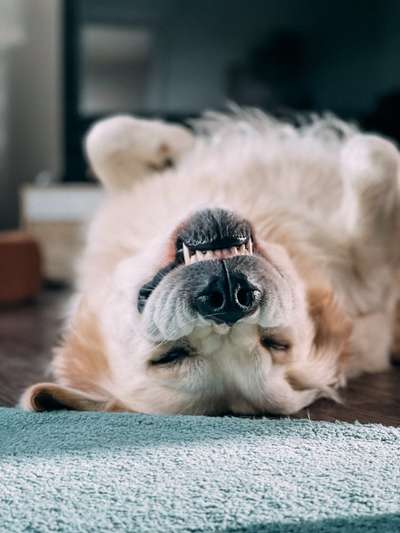 Fotosammlung: ,,Der natürliche Hund" Unbearbeitet, ungestellt und in Natura-Beitrag-Bild