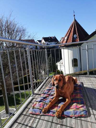 Rhodesian Ridgeback-Beitrag-Bild