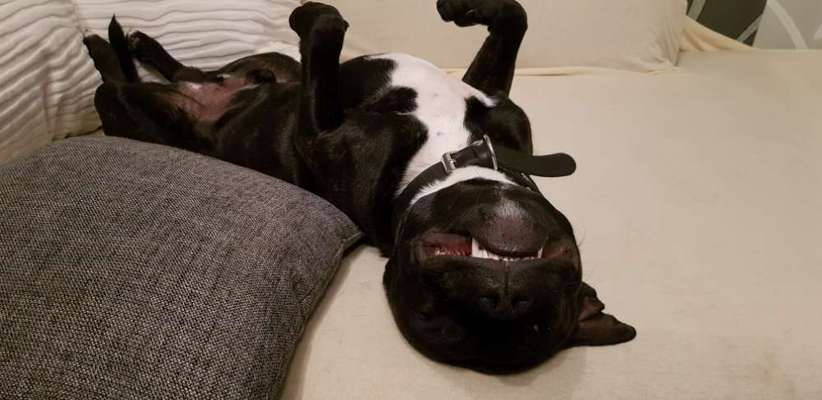 Zeigt mir die lustigsten Schlafpositionen eurer Fellnasen-Beitrag-Bild