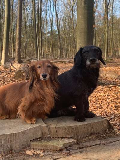 Die Dogorama Kalender Challenge Titelbild-Beitrag-Bild