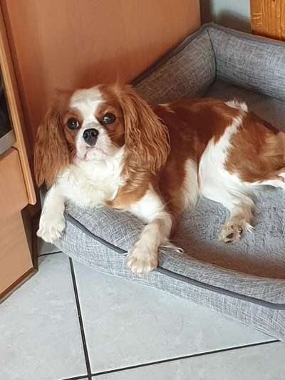 Cavalier King Charles Spaniel?-Beitrag-Bild