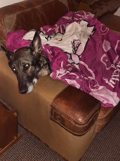 Schäferhund-Beitrag-Bild