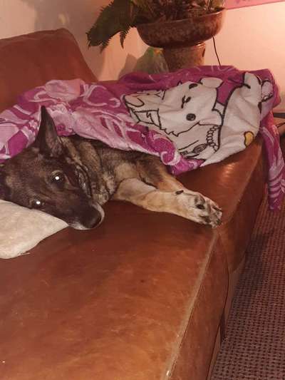 Schäferhund-Beitrag-Bild