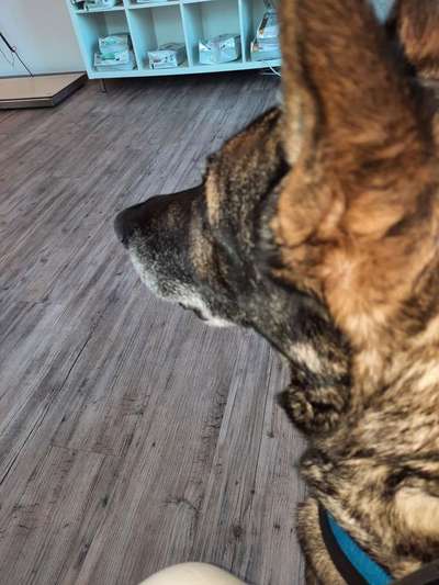 Schäferhund-Beitrag-Bild