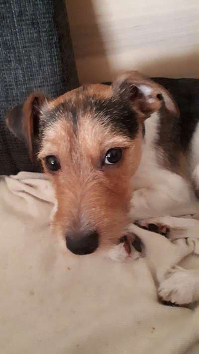 CHALLENGE NR. 19 - Der Hundeblick-Beitrag-Bild