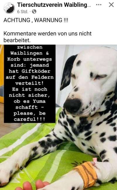 Giftköder-Giftköder zwischen Waiblingen und Korb-Bild