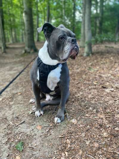 Hundetreffen-Spielkamerad / Gassifreund-Bild