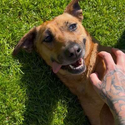 Hundetreffen-Gassirunde auf der Hardt - Möglichkeit zum Spielen und Kennenlernen-Bild