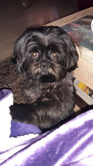 Die Dogorama Kalender Challenge 4/4-Beitrag-Bild