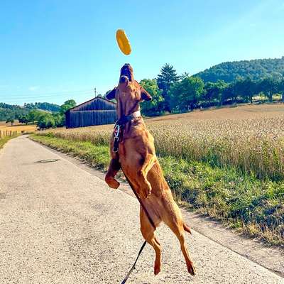 Hundetreffen-Spazieren/ spielen-Bild