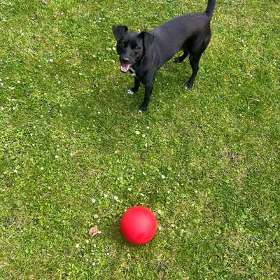 Hundetreffen-Gemeinsames spazieren gehen:)-Bild