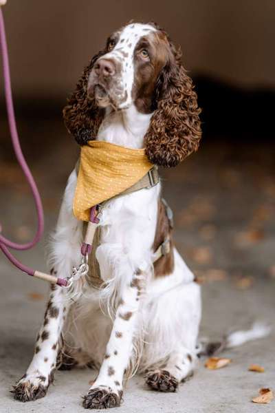 Springer Spaniel-Beitrag-Bild