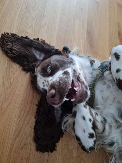 Englisch Springer Spaniel-Beitrag-Bild