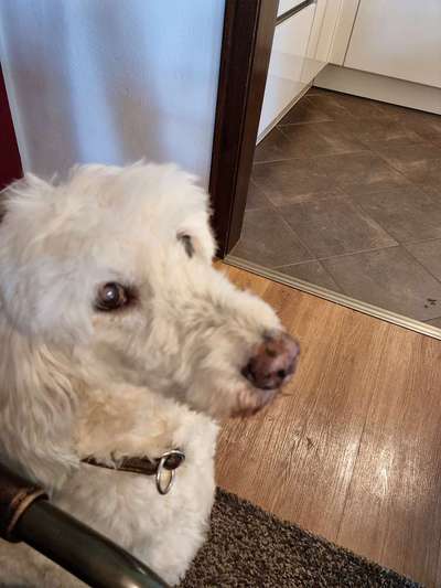 Zerstörungswut bei Demenz-Beitrag-Bild