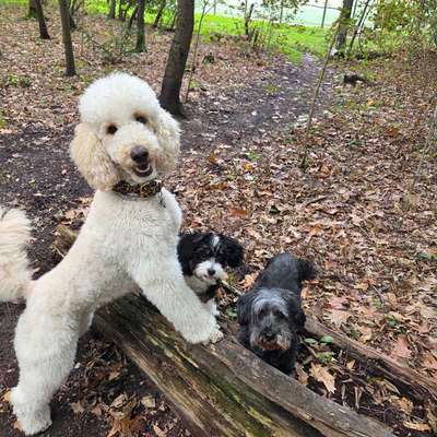 Euer ältester Hund ?-Beitrag-Bild