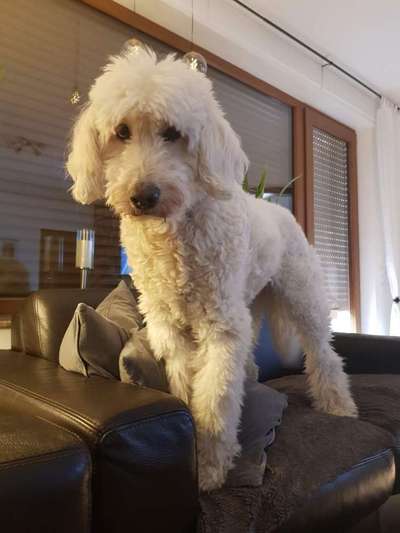 Goldendoodle-Beitrag-Bild