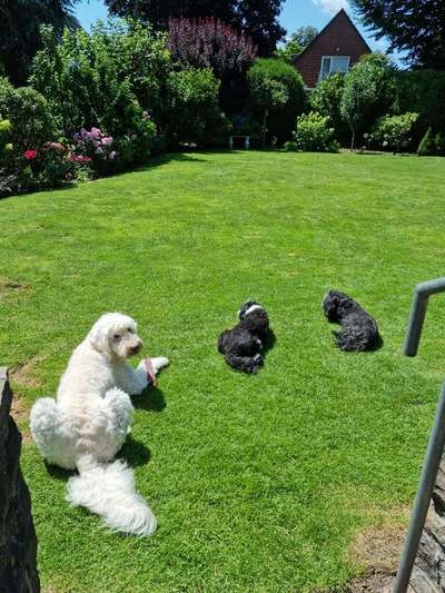 Goldendoodle-Beitrag-Bild