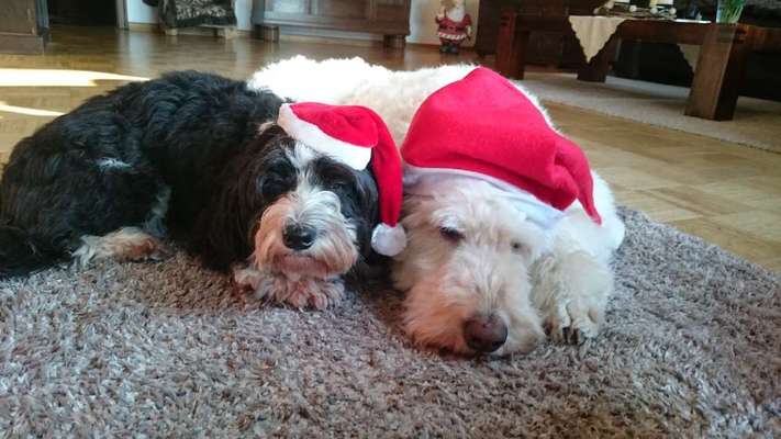 It's beginning to look a lot like.....-Beitrag-Bild