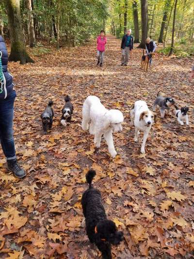 Alter Hund benimmt sich wie junger Hund-Beitrag-Bild