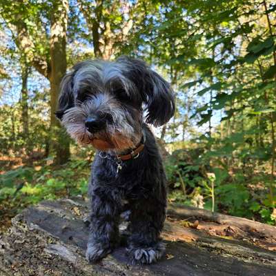 Euer ältester Hund ?-Beitrag-Bild