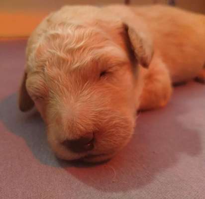 Goldendoodle nicht von Vermehrer-Beitrag-Bild