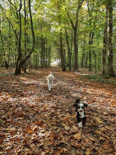 Alter Hund benimmt sich wie junger Hund-Beitrag-Bild