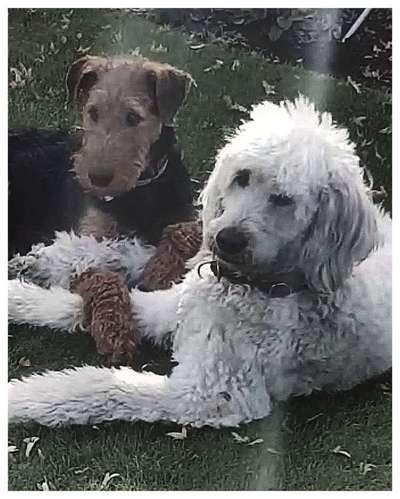 Die Dogorama Wochen Challenge "Friends will be Friends"-Beitrag-Bild