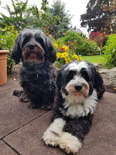 Havaneser-Beitrag-Bild