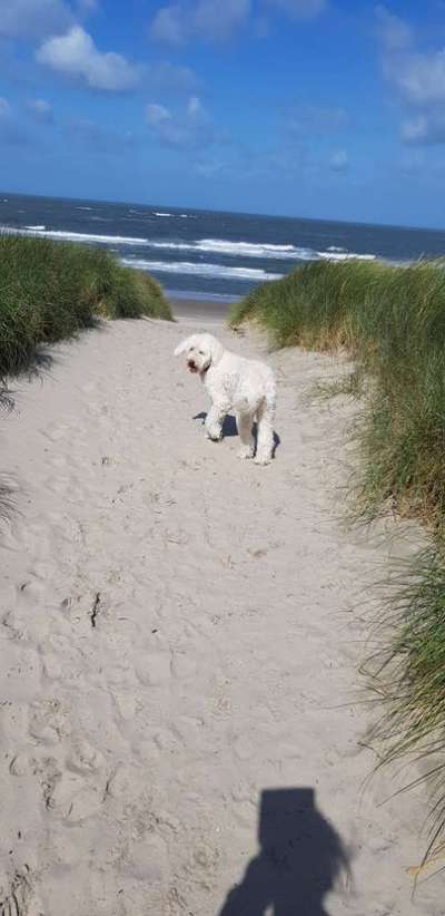 Die Dogorama Kalender Challenge 4/4-Beitrag-Bild