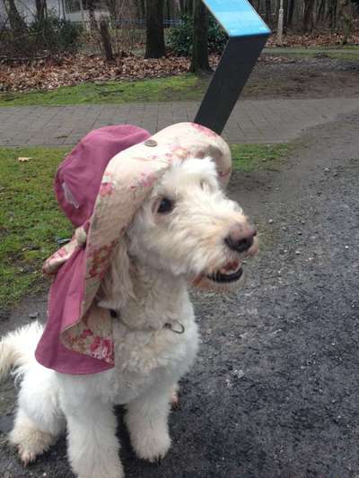 Dogorama Photo Challenge - Tre Chic!-Beitrag-Bild