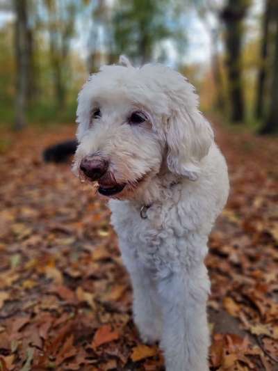 Goldendoodle-Beitrag-Bild