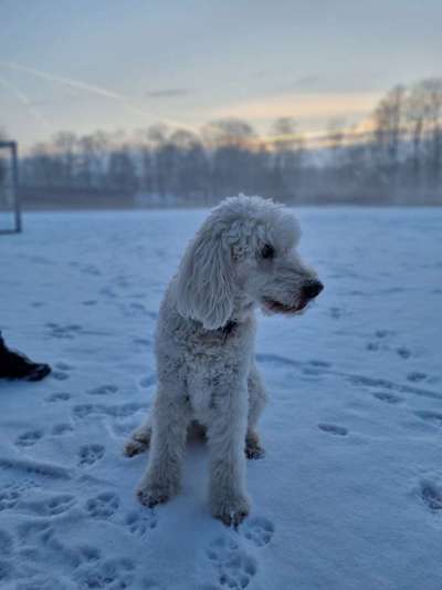 Goldendoodle nicht von Vermehrer-Beitrag-Bild