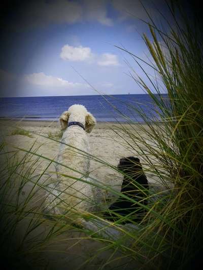 Challenge 41 - Mein Hund im Urlaub-Beitrag-Bild