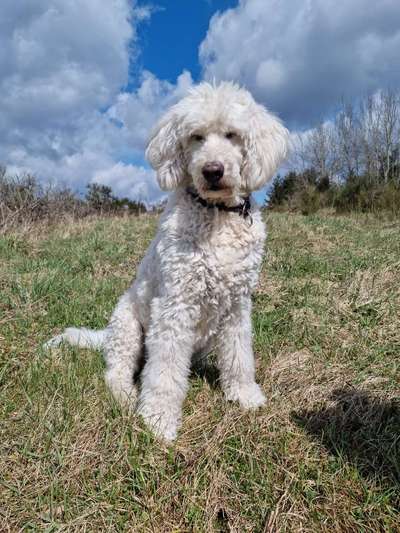 Goldendoodle-Beitrag-Bild