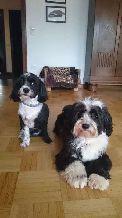 Dogorama Photo Challenge - Gegensätze-Beitrag-Bild