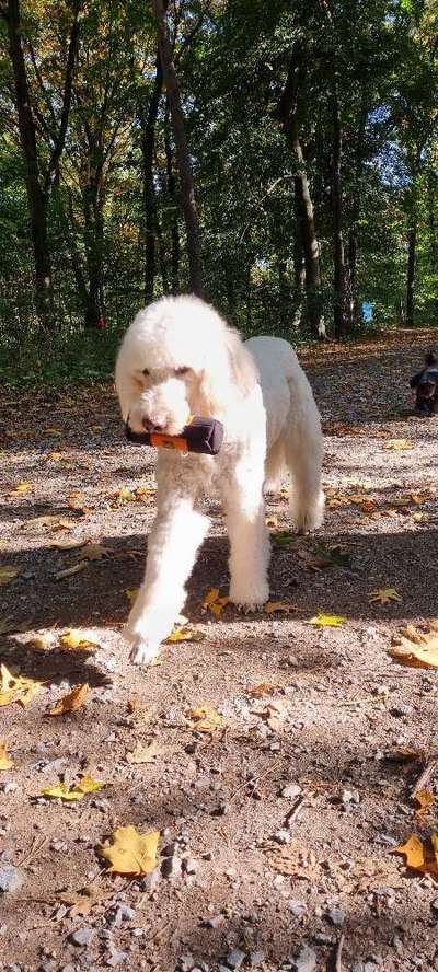 Alter Hund benimmt sich wie junger Hund-Beitrag-Bild