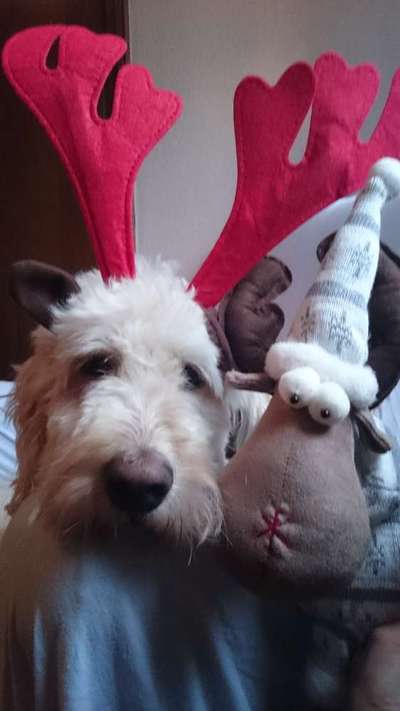 It's beginning to look a lot like.....-Beitrag-Bild