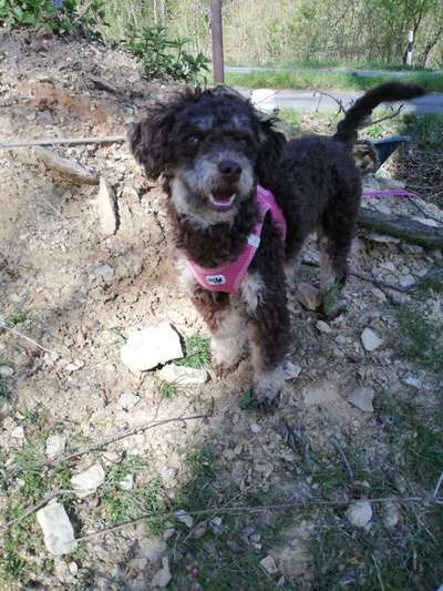 Alles rund um den Pudel-Beitrag-Bild