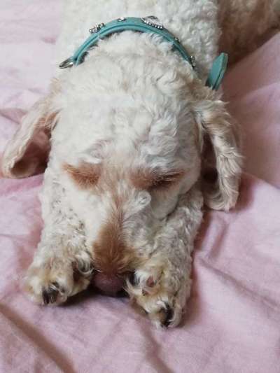 Alles rund um den Pudel-Beitrag-Bild