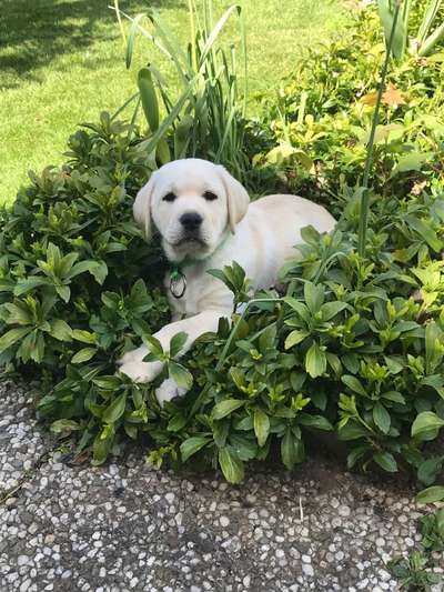 Wie groß waren eure welpen ?-Beitrag-Bild