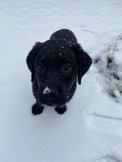 Welpen Bilder !-Beitrag-Bild