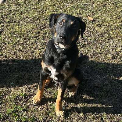 Hundetreffen-Suche Welpen in meinem Alter zum spielen-Bild