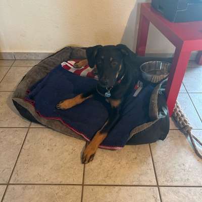 Hundetreffen-Suche Welpen in meinem Alter zum spielen-Bild